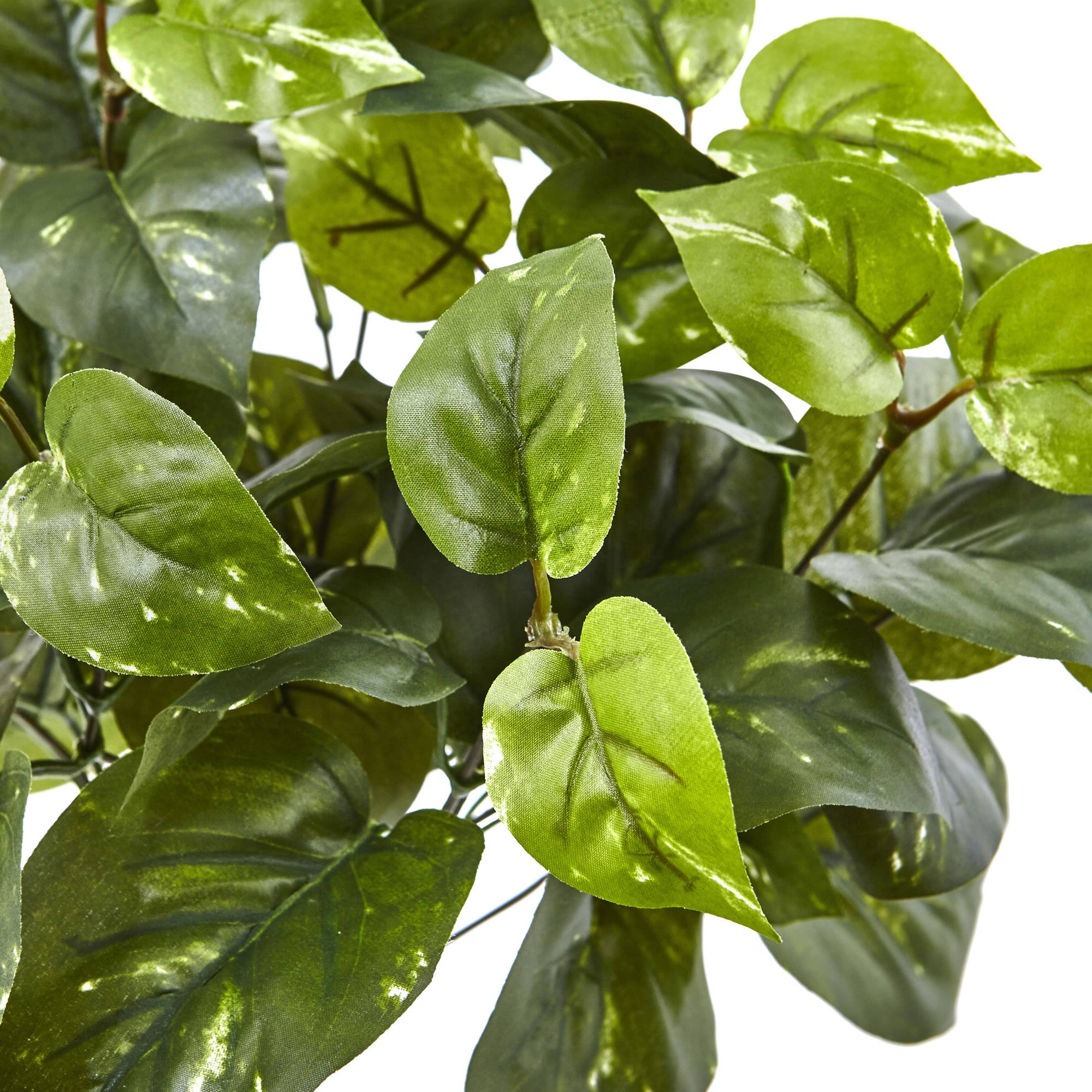 16" Pothos Bush, 6ct.